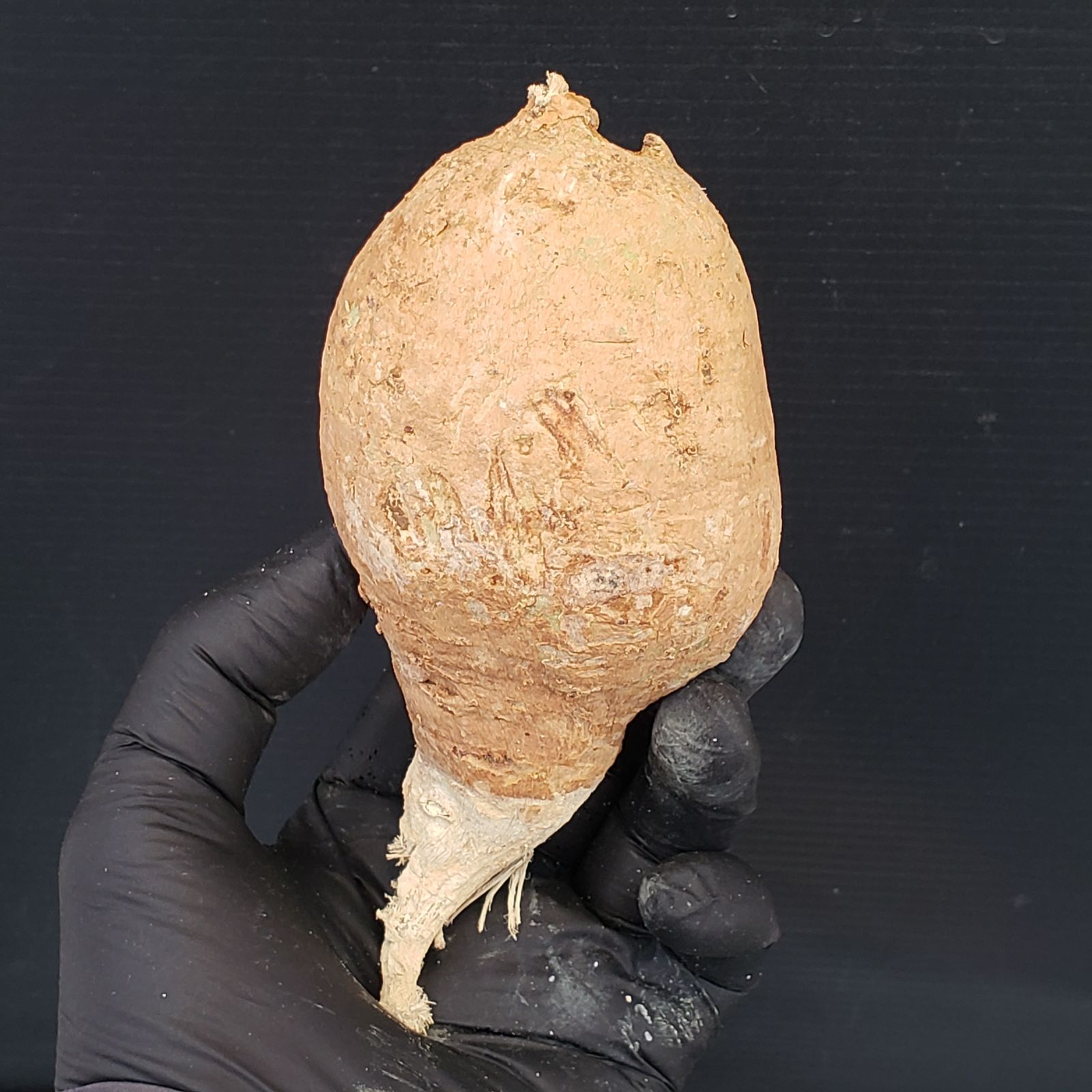 M429【最新到着】Adenia ペリエリ（S)（現地球・抜き苗）【塊根植物