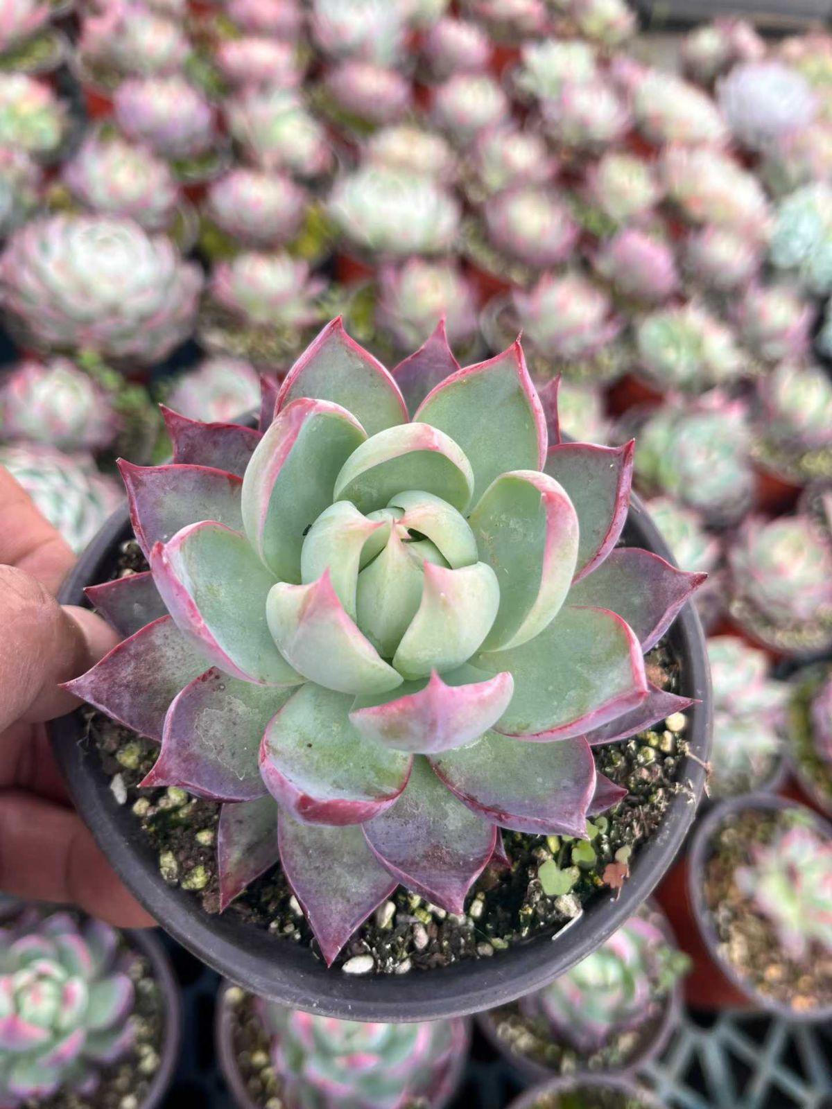 12株の抜き苗セット】カシオ 多肉植物 佐川急便発送 エケベリア 韓国苗