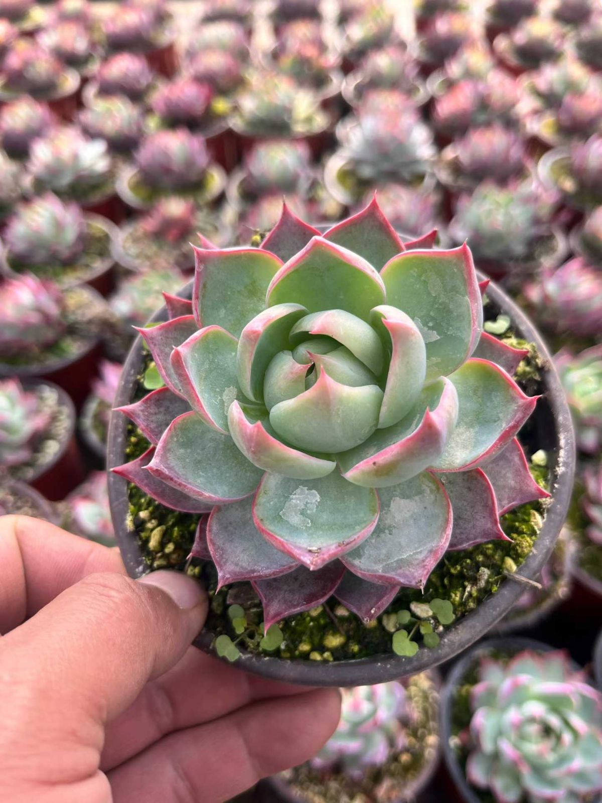 12株の抜き苗セット】カシオ 多肉植物 佐川急便発送 エケベリア 韓国苗