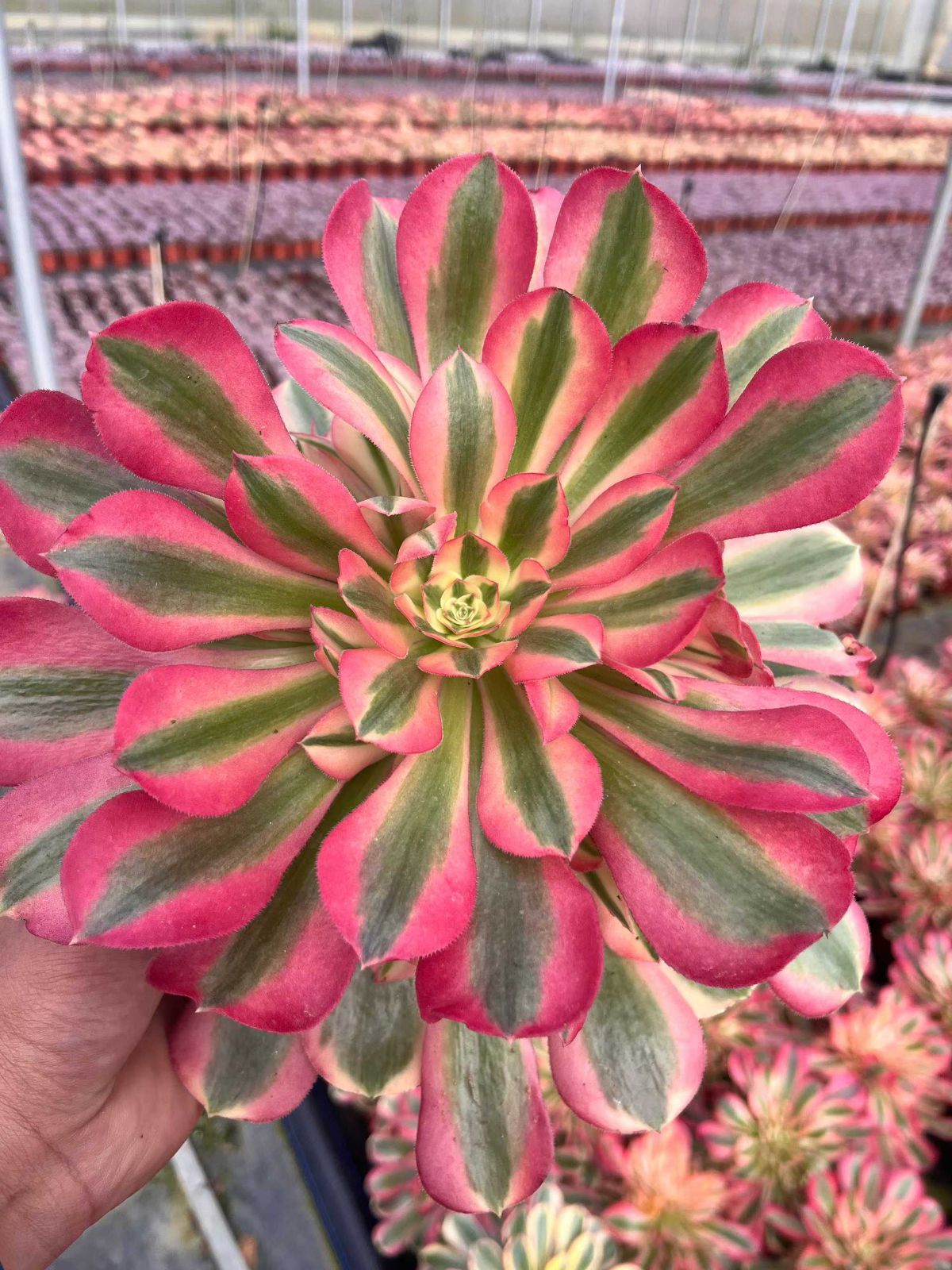 6株の抜き苗セット】ピンクウィッチ 多肉植物 佐川急便発送 エケベリア