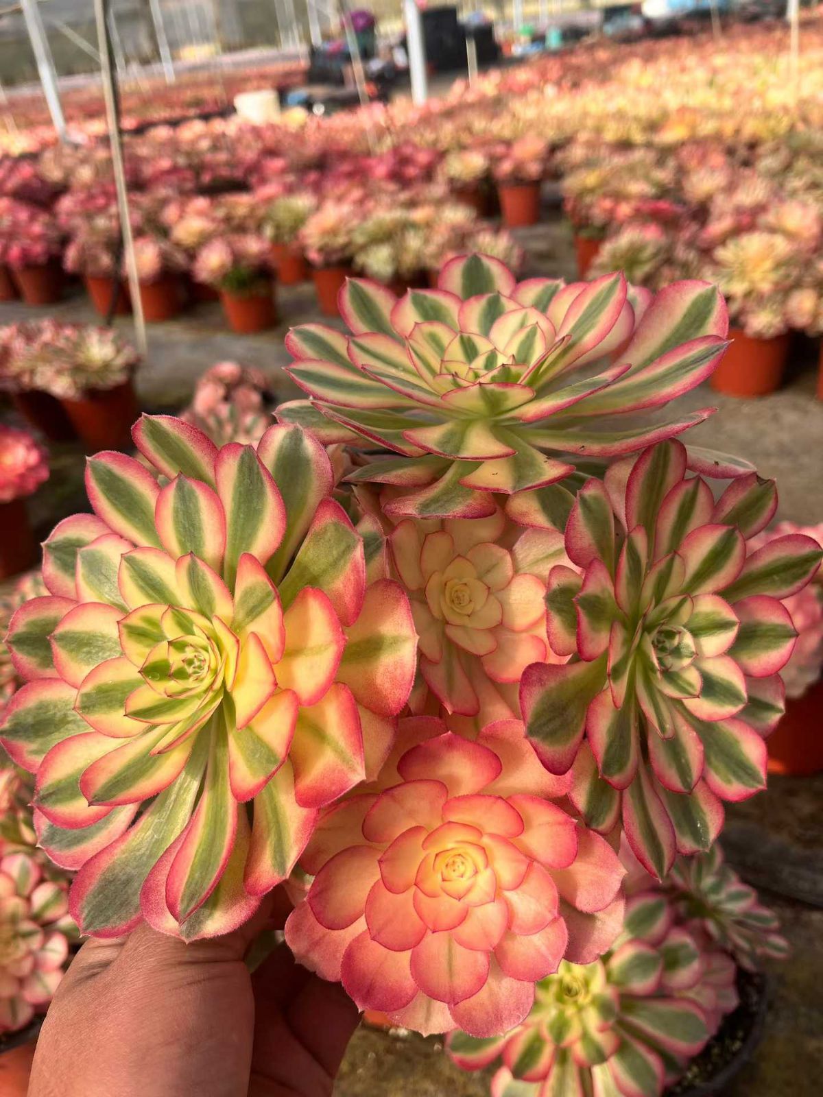 6株の抜き苗セット】ピンク姫群生 多肉植物 佐川急便発送 エケベリア