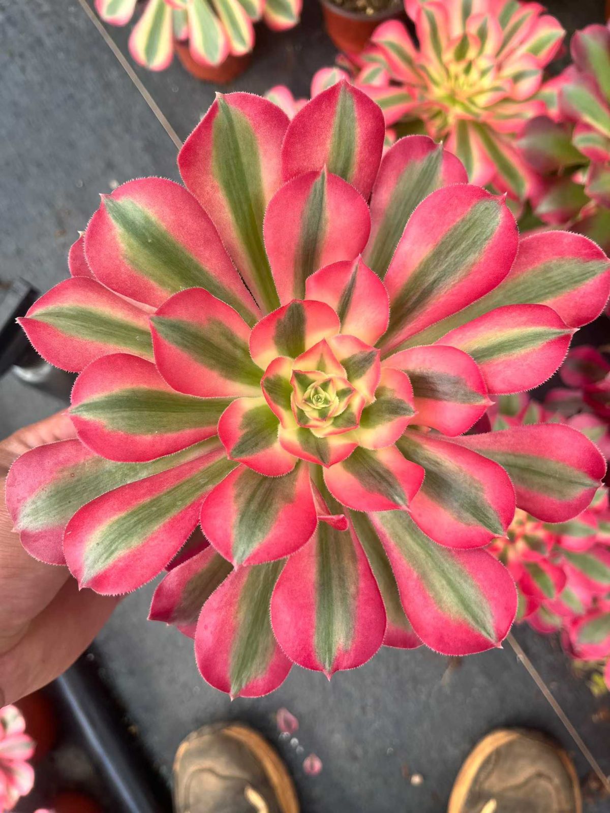 12株の抜き苗セット】ピンクウィッチ・小苗付き 多肉植物 佐川急便発送