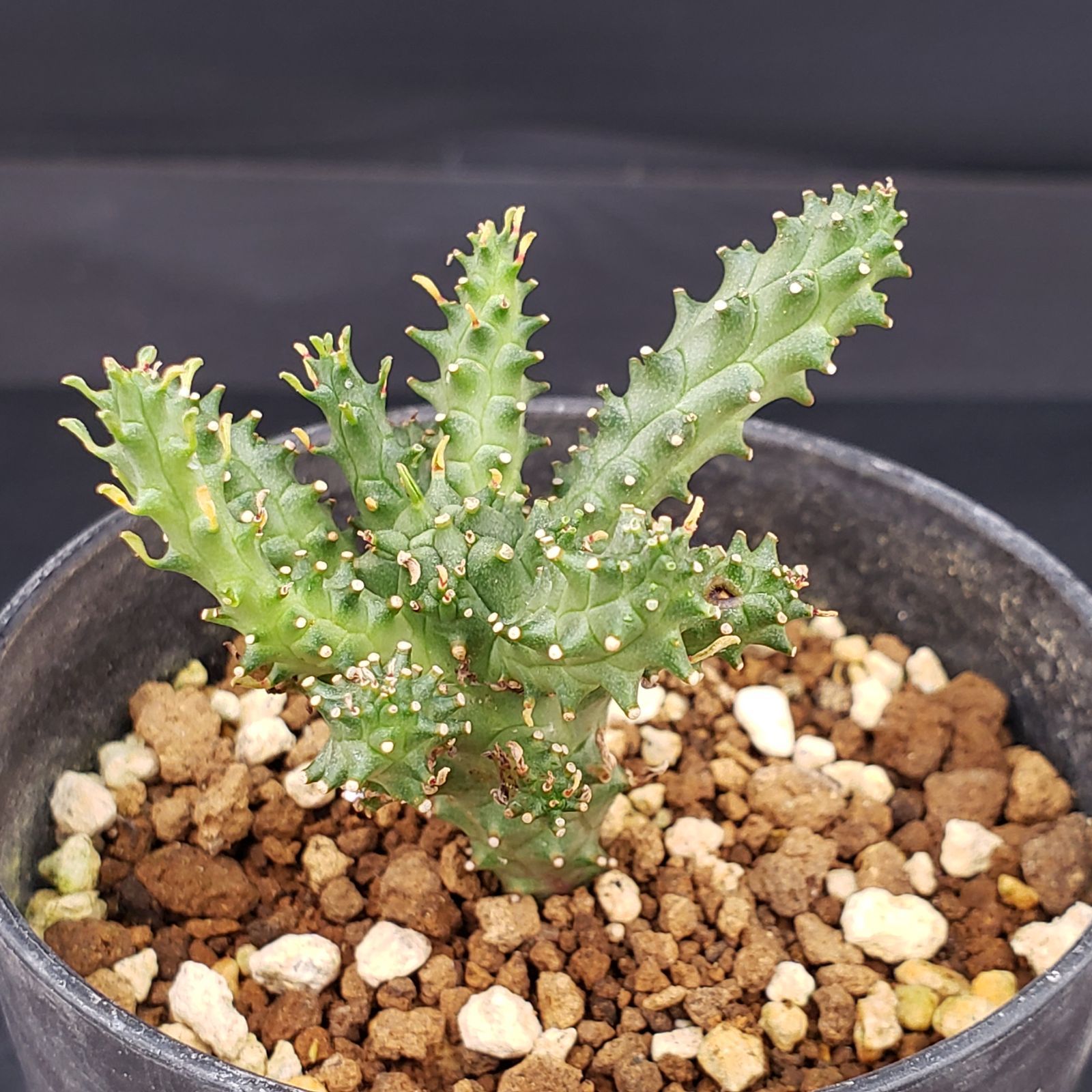 M441【自社養生株】ユーフォルビア ガドベルゲンシス（発根株・鉢植え