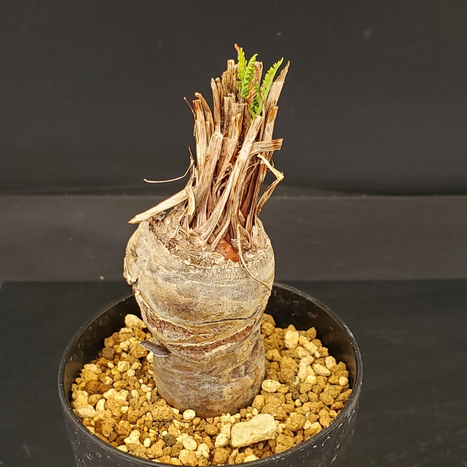 M442【自社養生株】ペラルゴニュウム ラパセウム（発根株・鉢植え