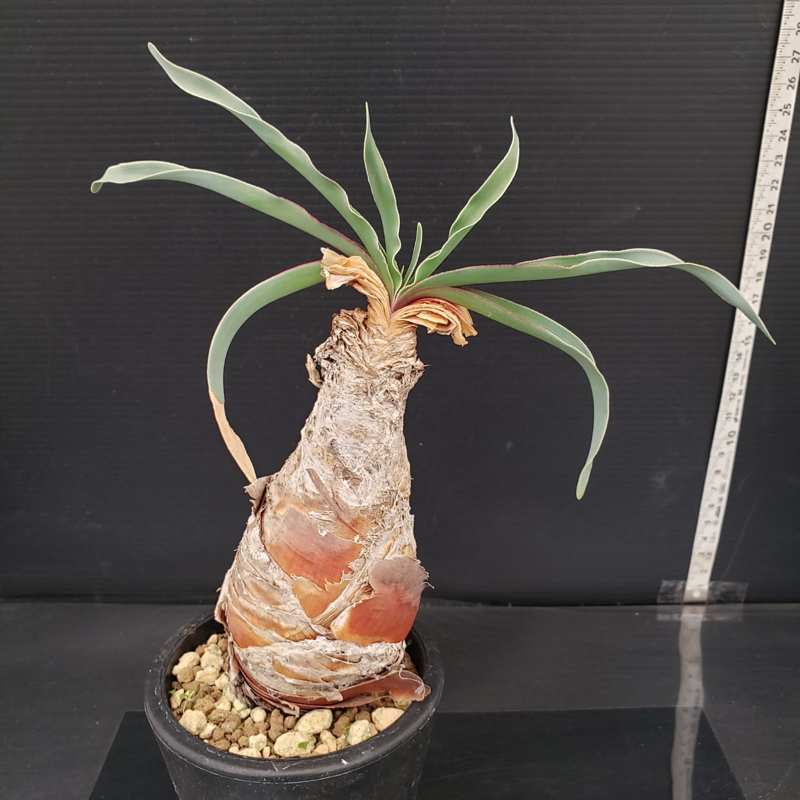 M444【自社養生株】ブーファン ディスティチャ（現地球・発根株