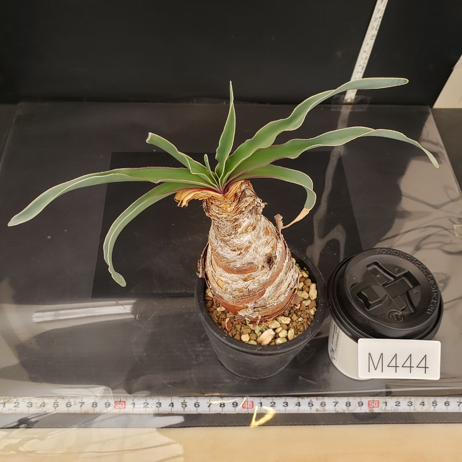 M444【自社養生株】ブーファン ディスティチャ（現地球・発根株