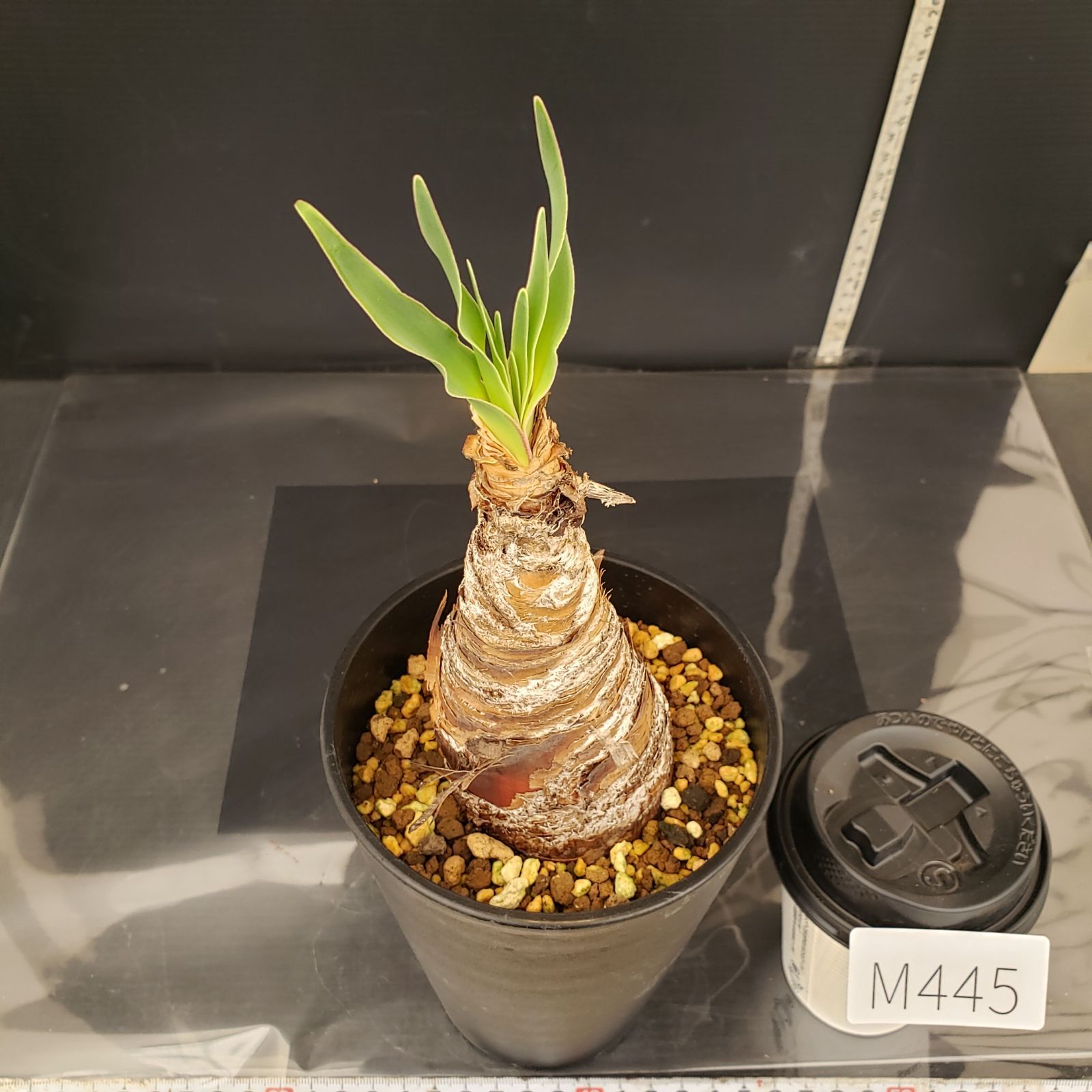 M445【自社養生株】ブーファン ディスティチャ（現地球・発根株