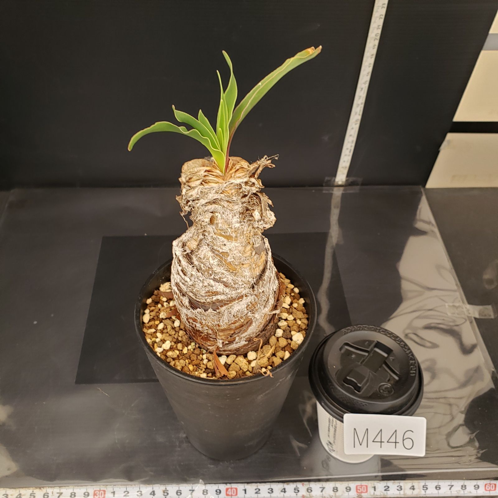 M446【自社養生株】ブーファン ディスティチャ（現地球・発根株