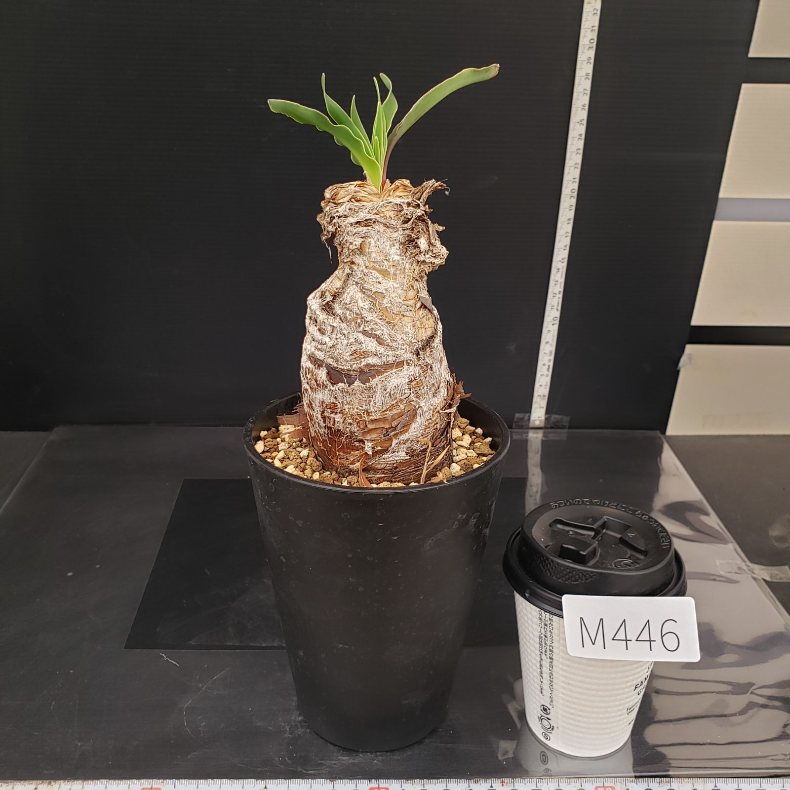 M446【自社養生株】ブーファン ディスティチャ（現地球・発根株