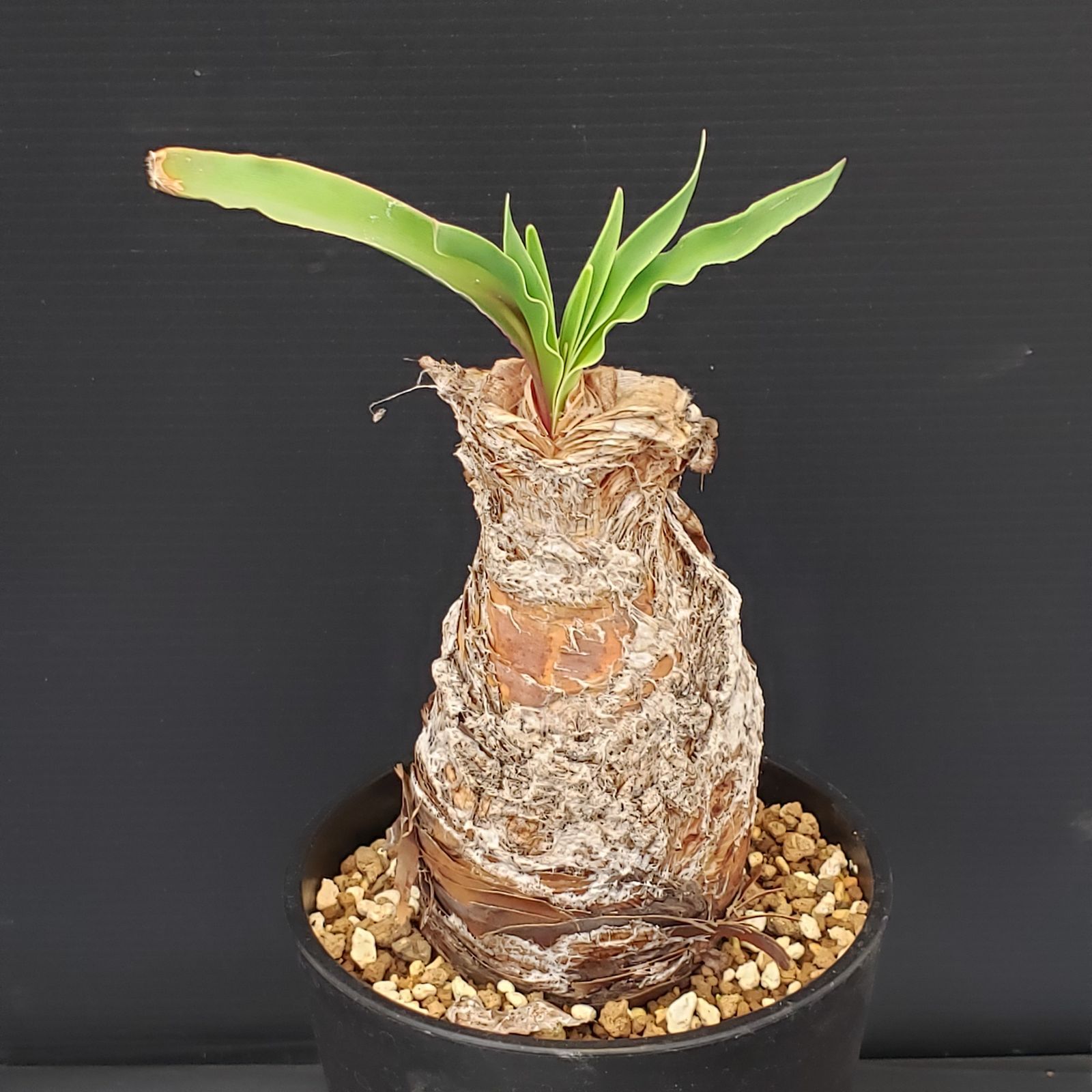 M446【自社養生株】ブーファン ディスティチャ（現地球・発根株