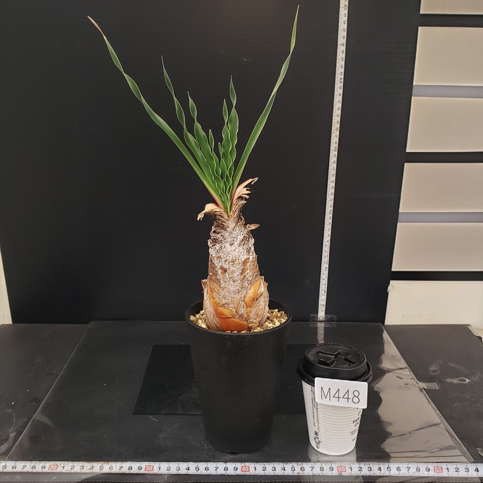 M448【自社養生株】ブーファン ディスティチャ（現地球・発根株