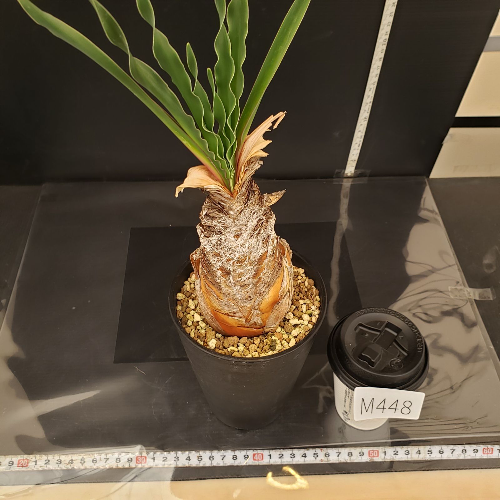 M448【自社養生株】ブーファン ディスティチャ（現地球・発根株