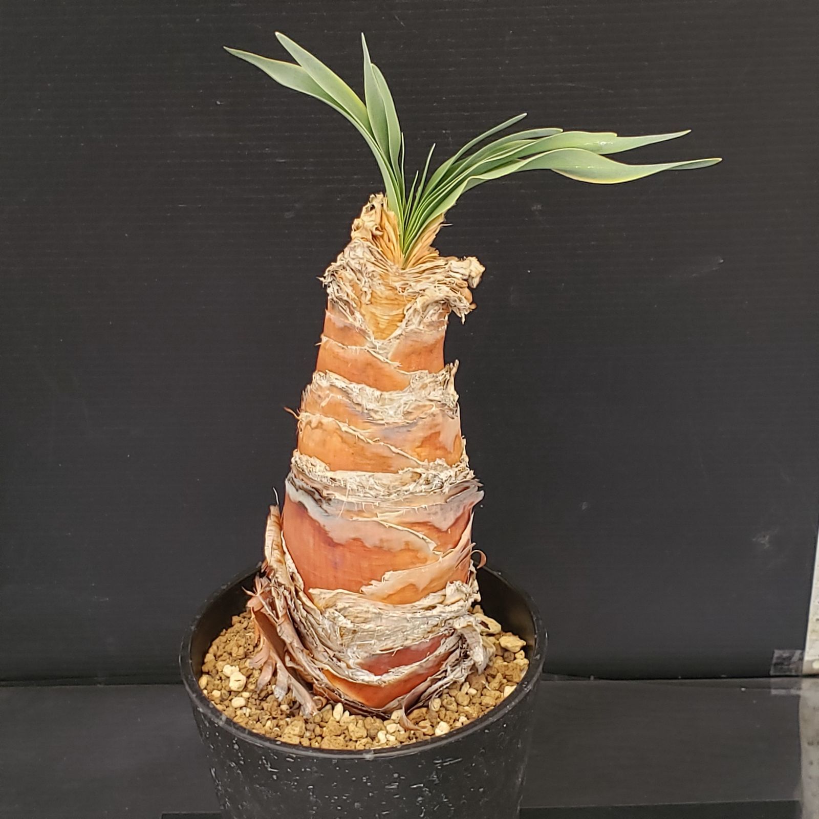 M449【自社養生株】ブーファン ディスティチャ（現地球・発根株