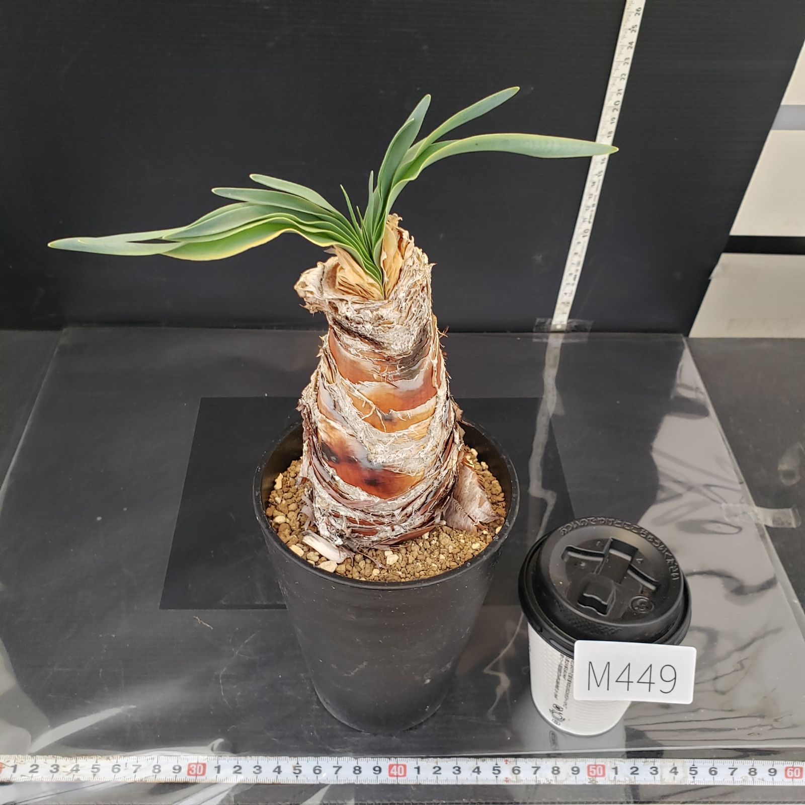 M449【自社養生株】ブーファン ディスティチャ（現地球・発根株