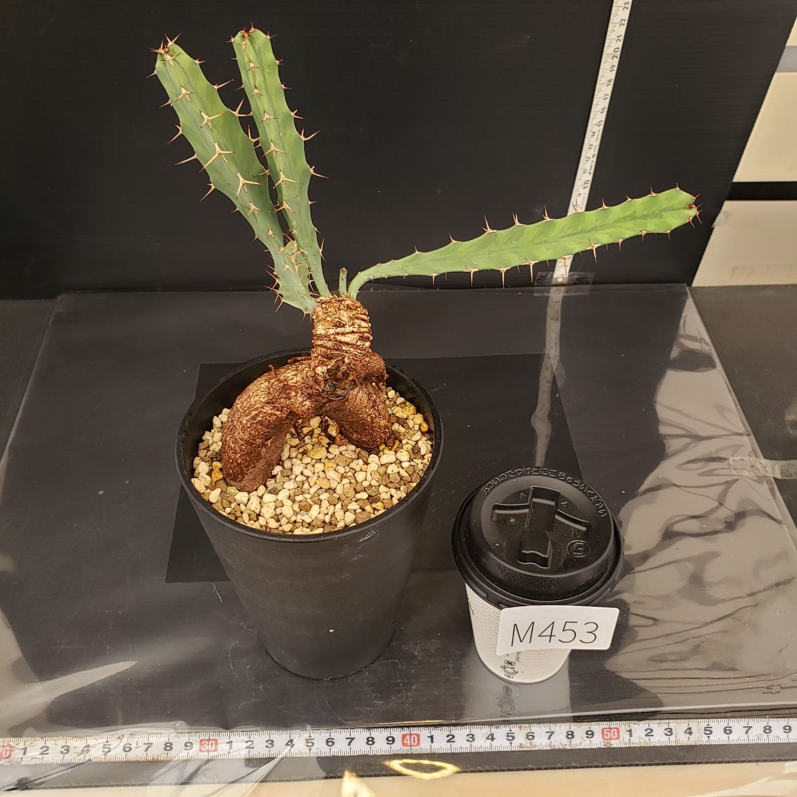 M453【自社養生株】ユーフォルビア ブルアナ（現地球・発根株・鉢植え