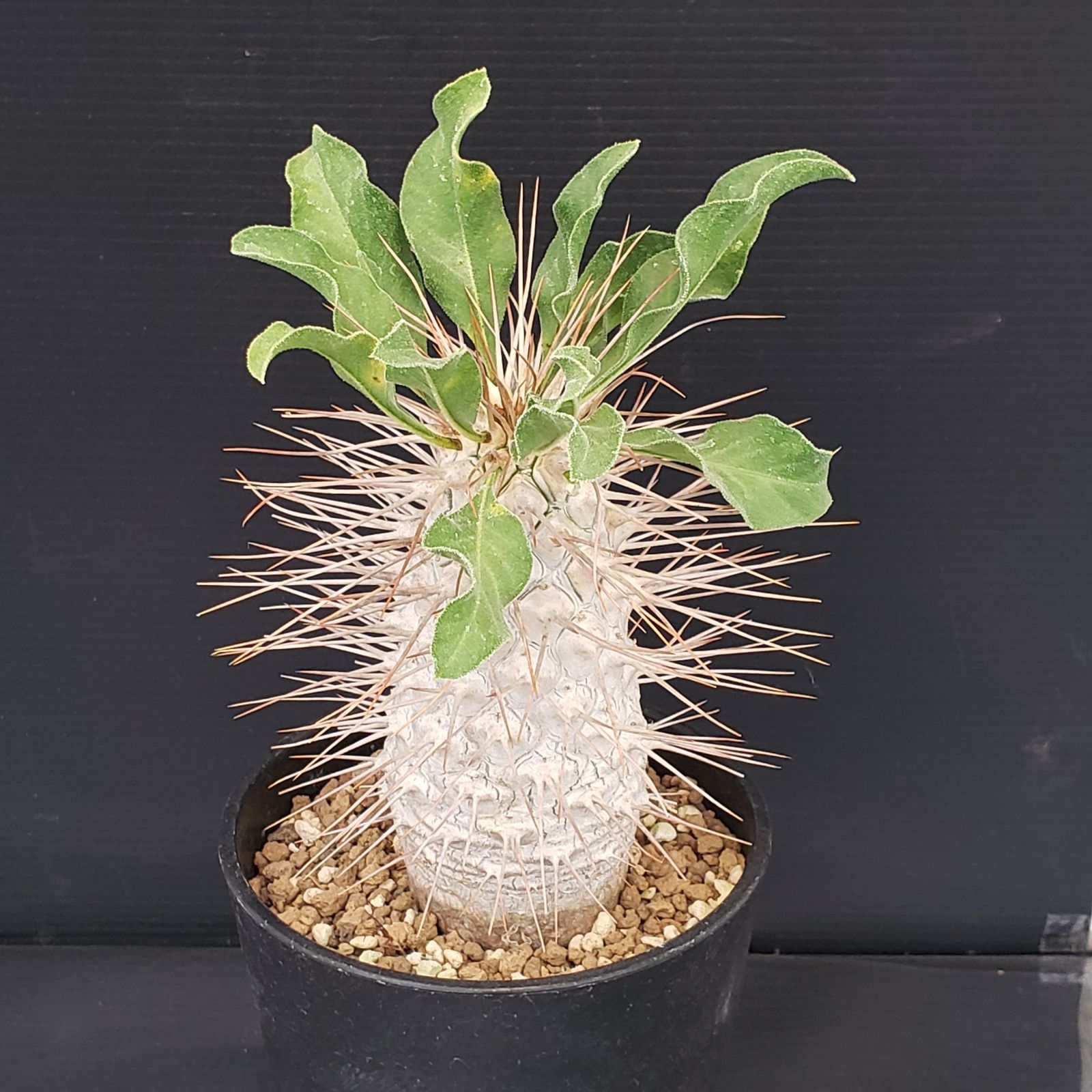 M457【自社養生株】パキポディウム ナマクアナム 光堂（接ぎ木・発根株