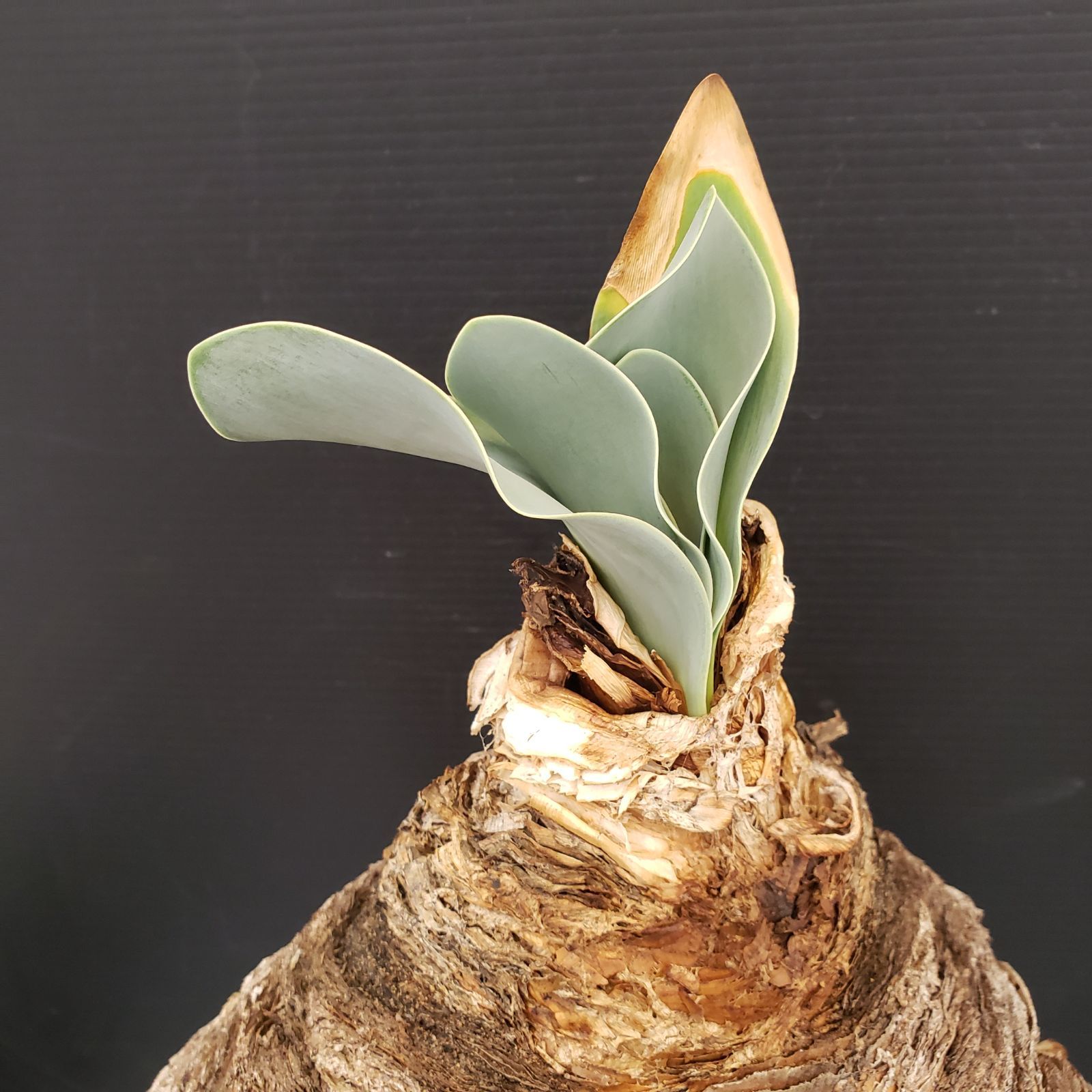 M458【自社養生株】ブーファン ハエマンソイデス（現地球・発根株