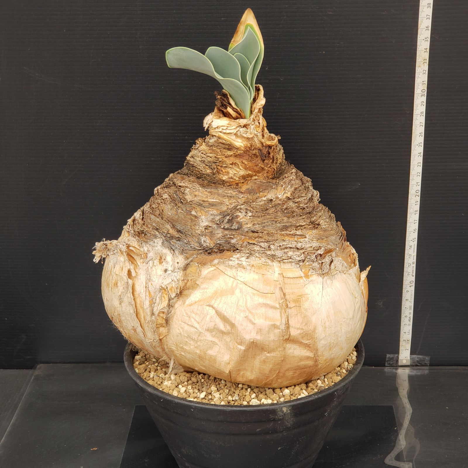 M458【自社養生株】ブーファン ハエマンソイデス（現地球・発根株