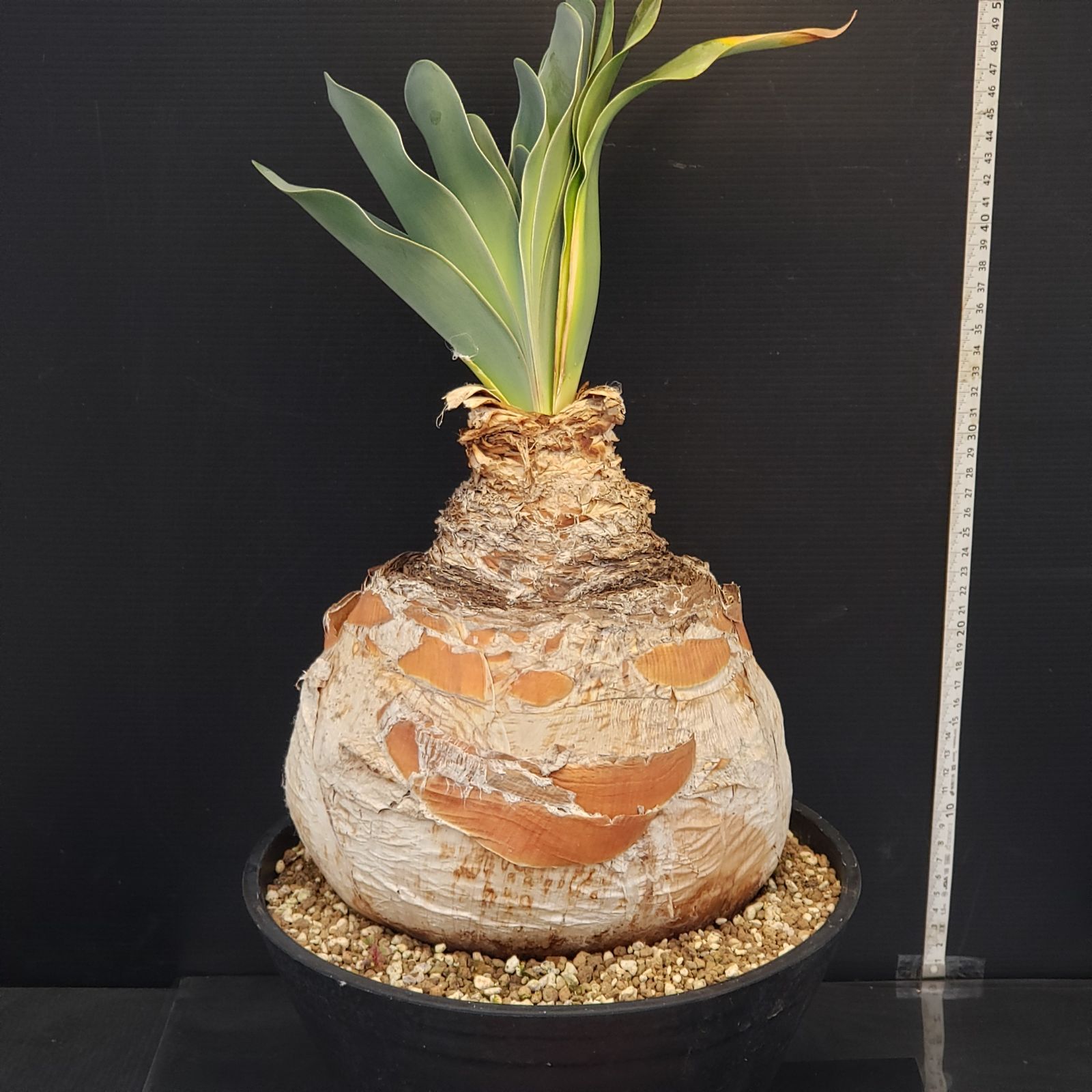 M460【自社養生株】ブーファン ハエマンソイデス(L)（現地球・発根株