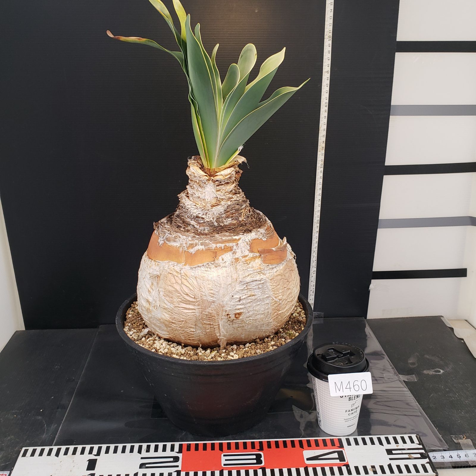 M460【自社養生株】ブーファン ハエマンソイデス(L)（現地球・発根株