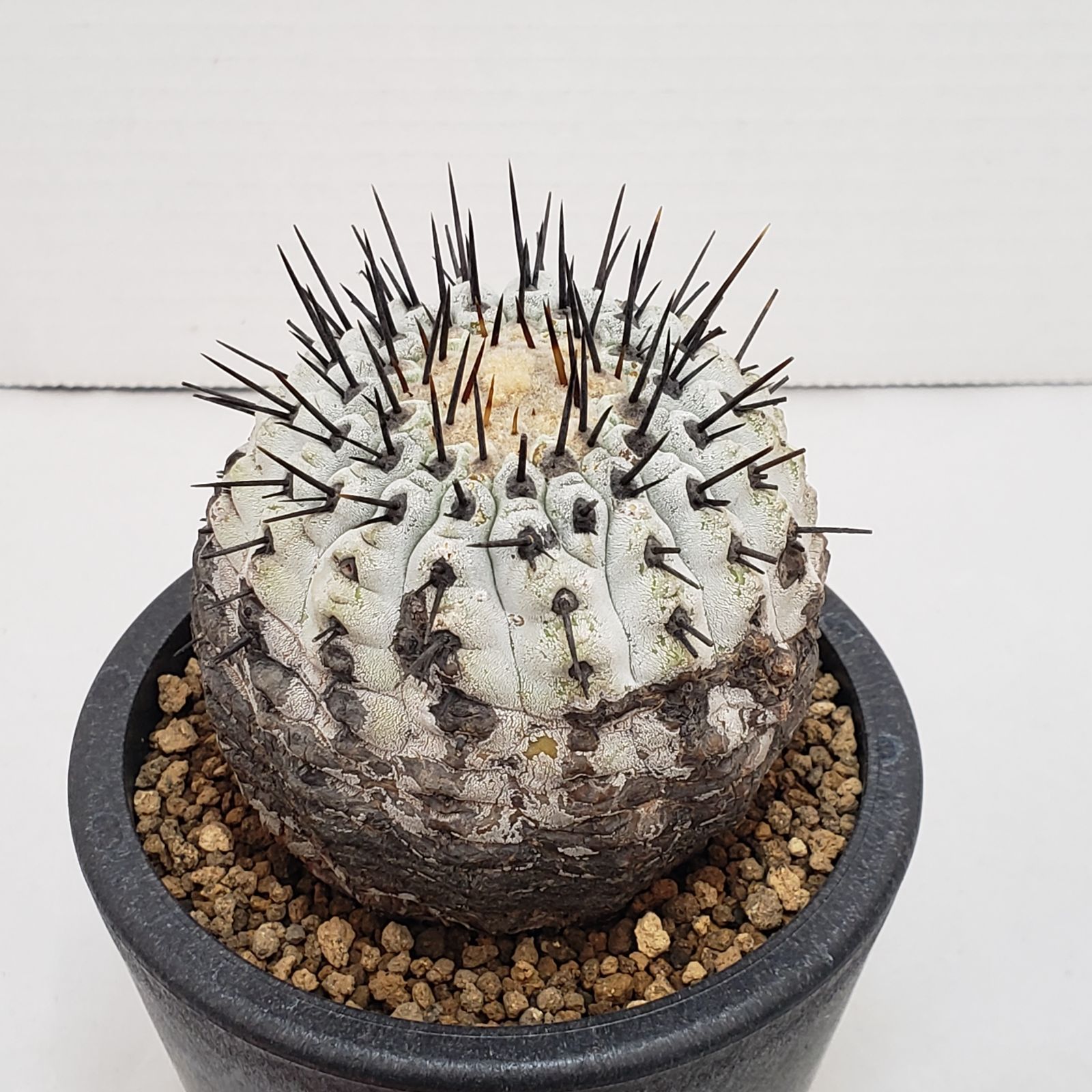 M461【自社養生株】コピアポア コルムナアルバ（発根株・鉢植え