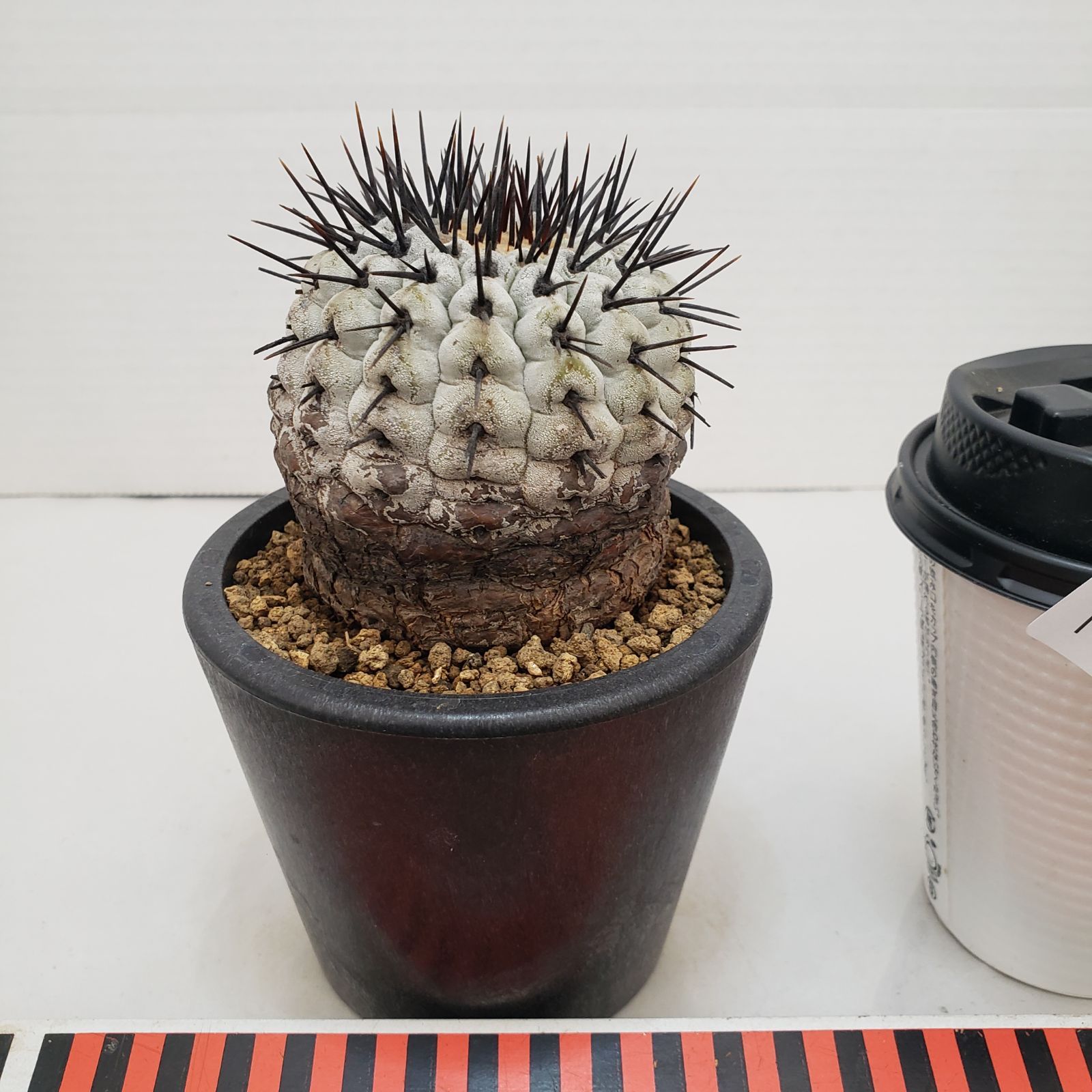 M462【自社養生株】コピアポア コルムナアルバ（発根株・鉢植え