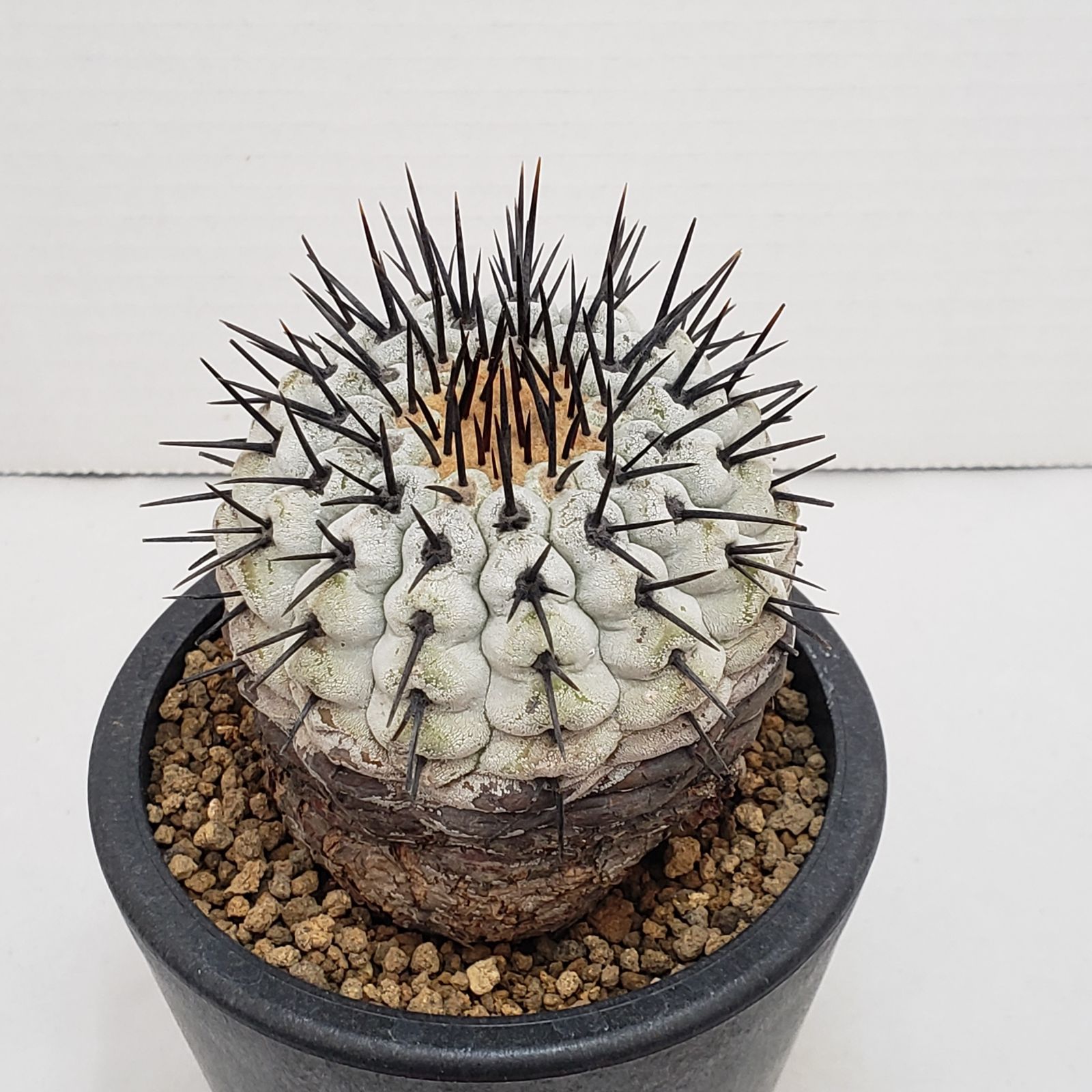 M462【自社養生株】コピアポア コルムナアルバ（発根株・鉢植え