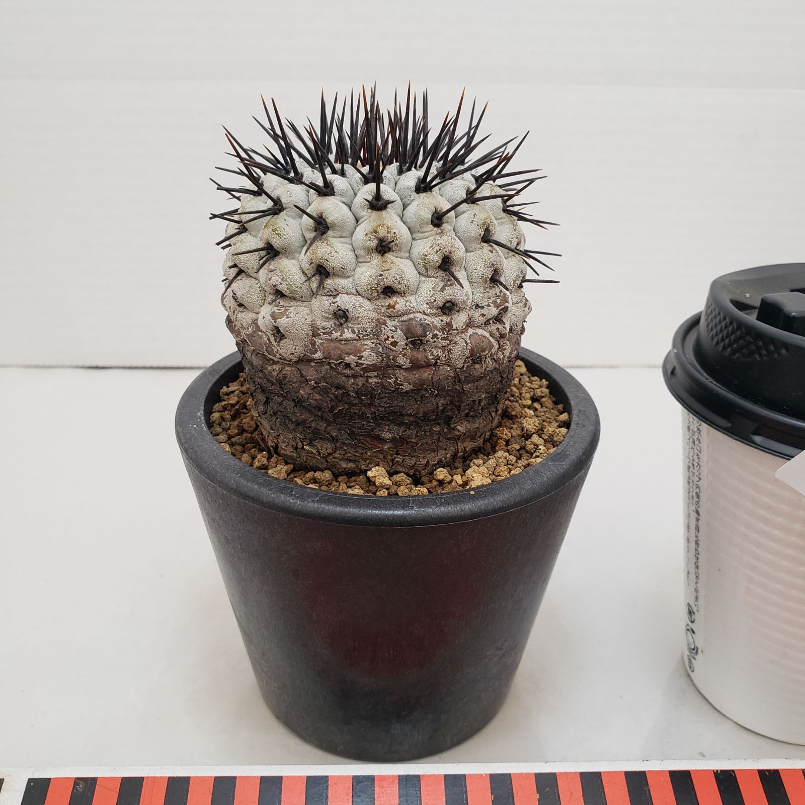 M462【自社養生株】コピアポア コルムナアルバ（発根株・鉢植え