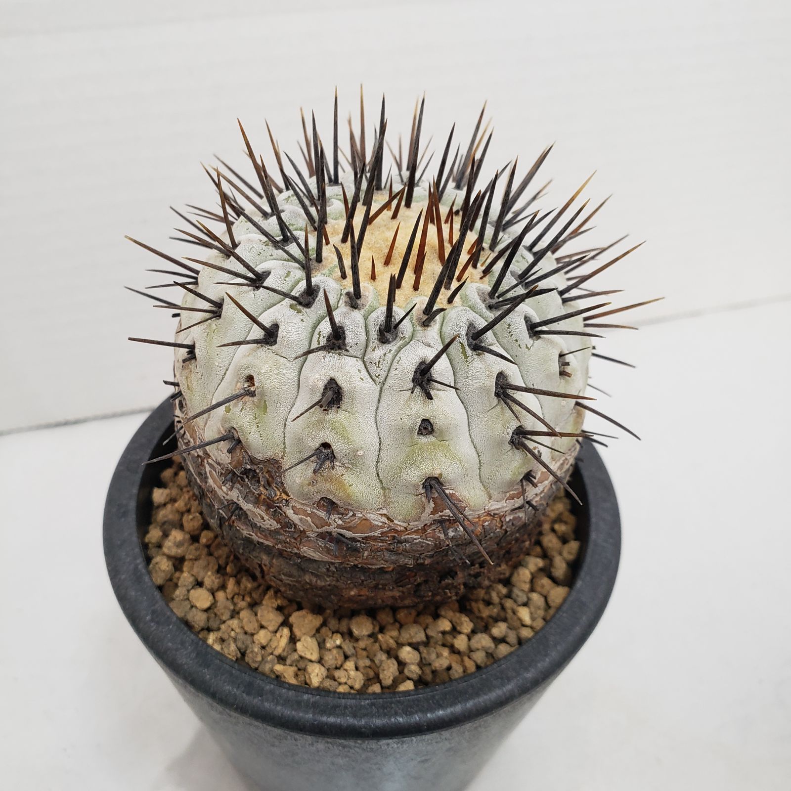 M463【自社養生株】コピアポア コルムナアルバ（発根株・鉢植え