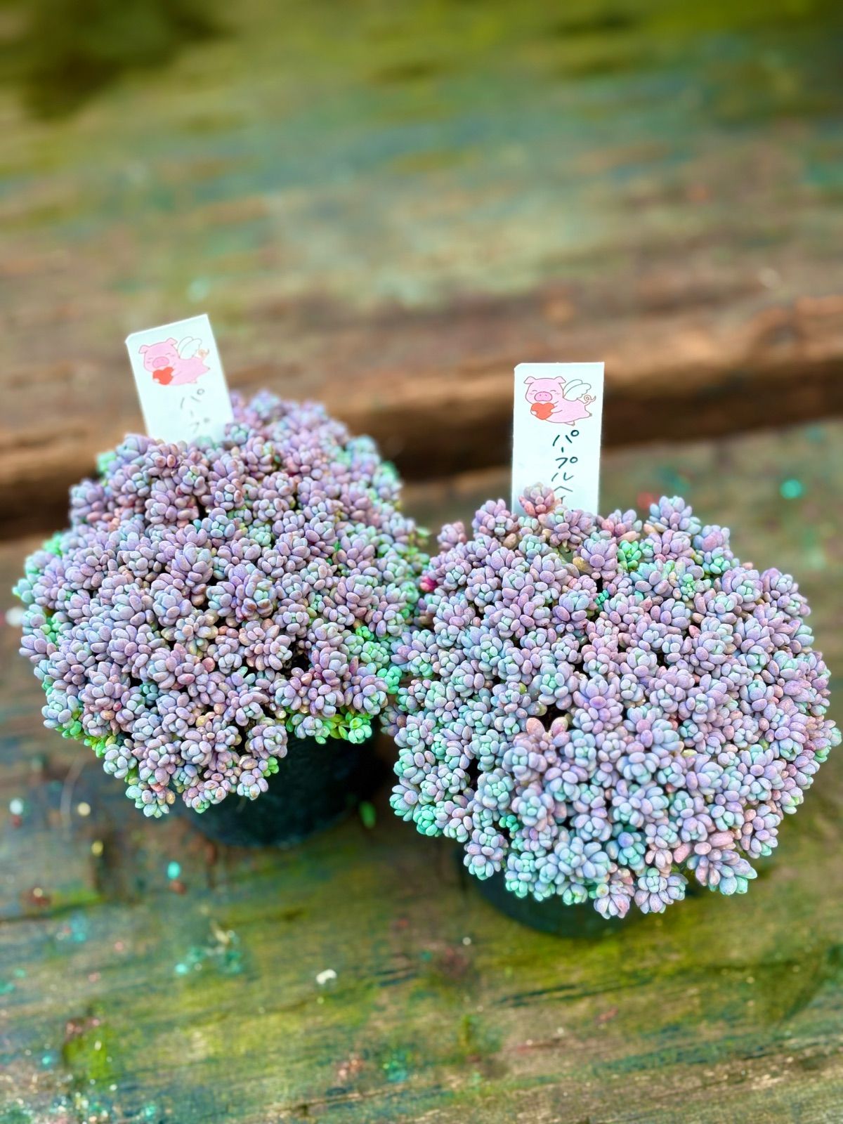 大人気パープルヘイズ 2つセット 残りわずか‼︎ - メルカリ