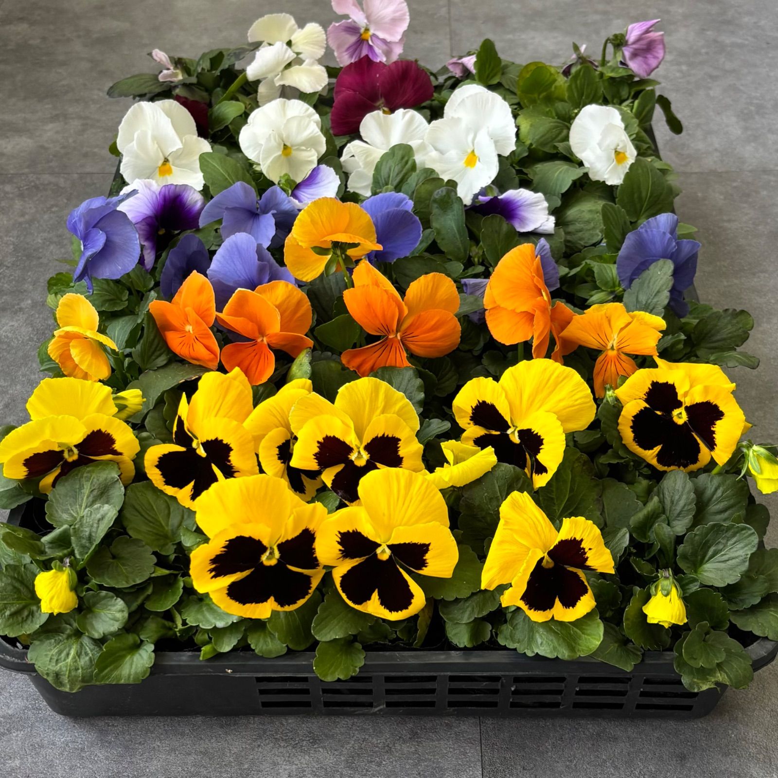 パンジー 40ポット まとめて 寄せ植え 花壇づくりに 大量 ビオラ 3号