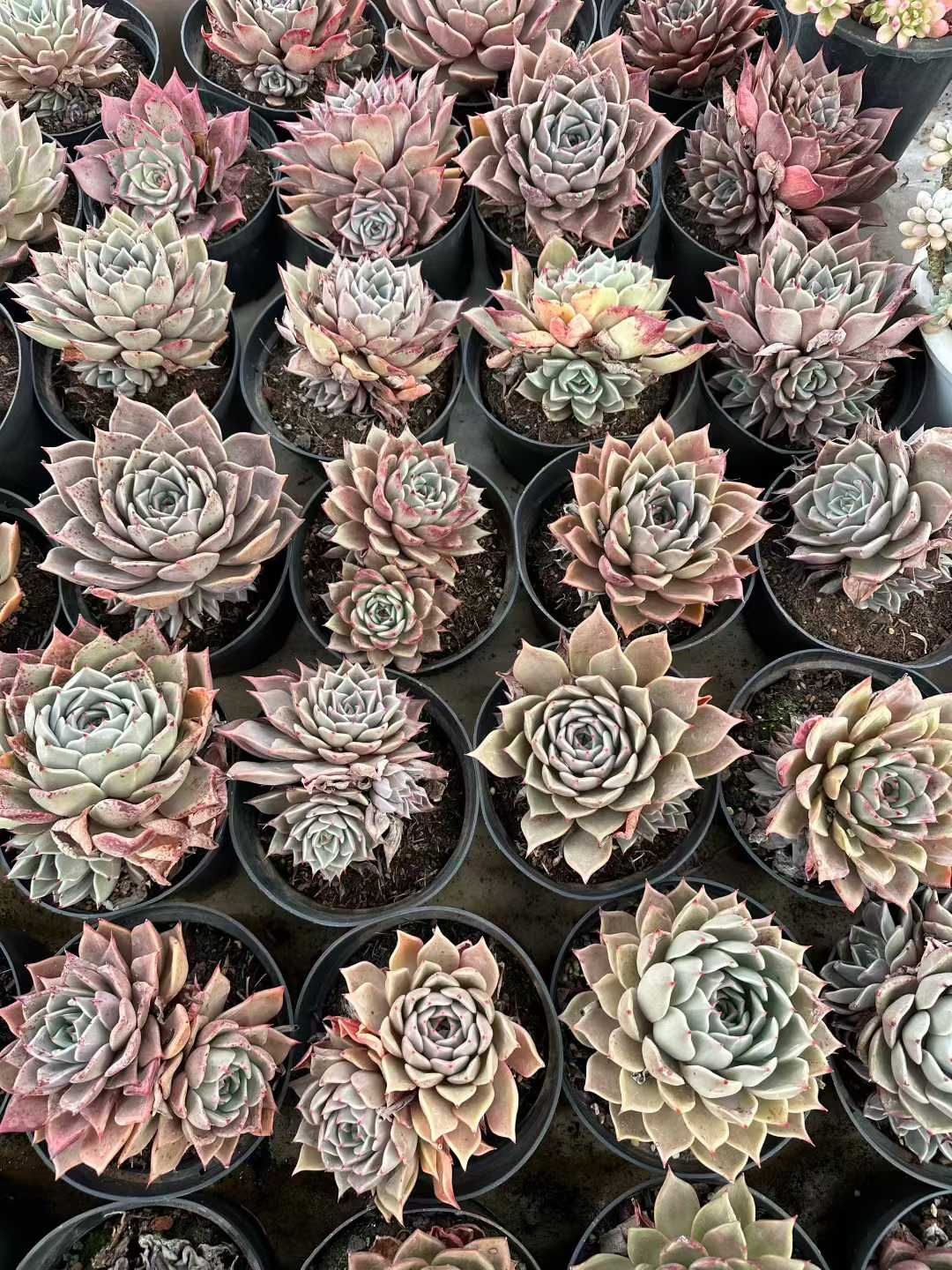 6株の抜き苗セット】イエロースター 多肉植物 佐川急便発送 エケベリア