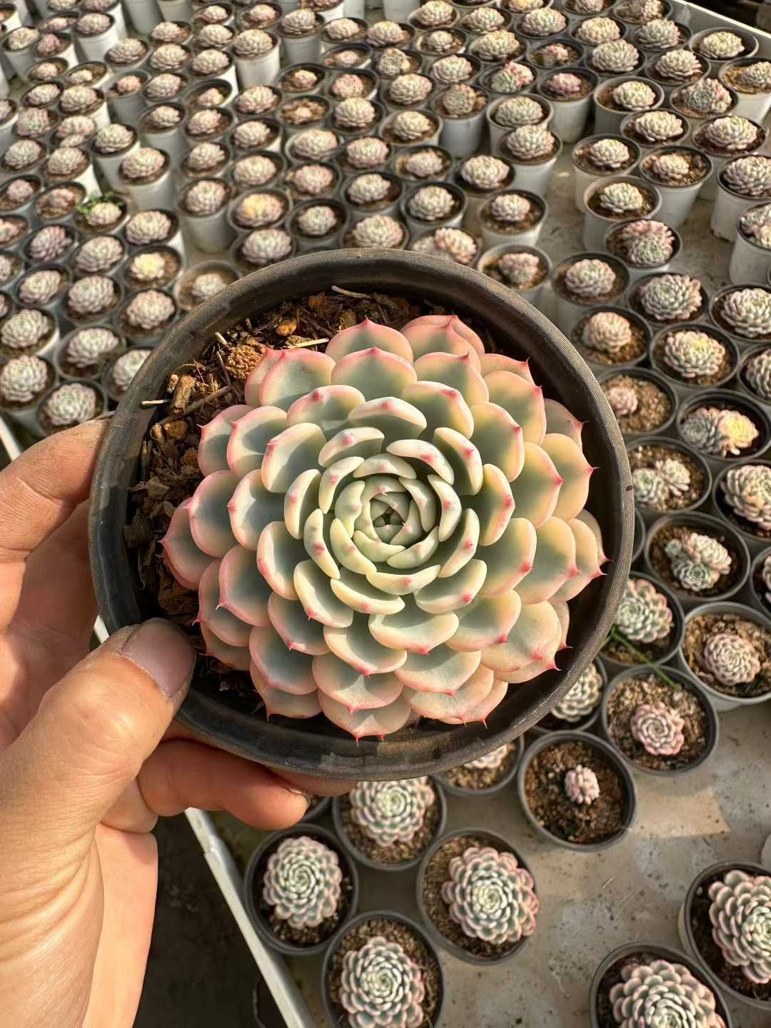 24株の抜き苗セット】ブルーミニマ錦 多肉植物 佐川急便発送