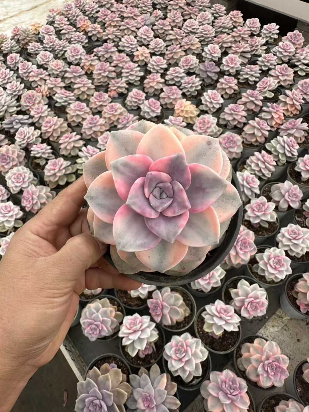 18株の抜き苗セット】パープルディライト錦 多肉植物 佐川急便発送