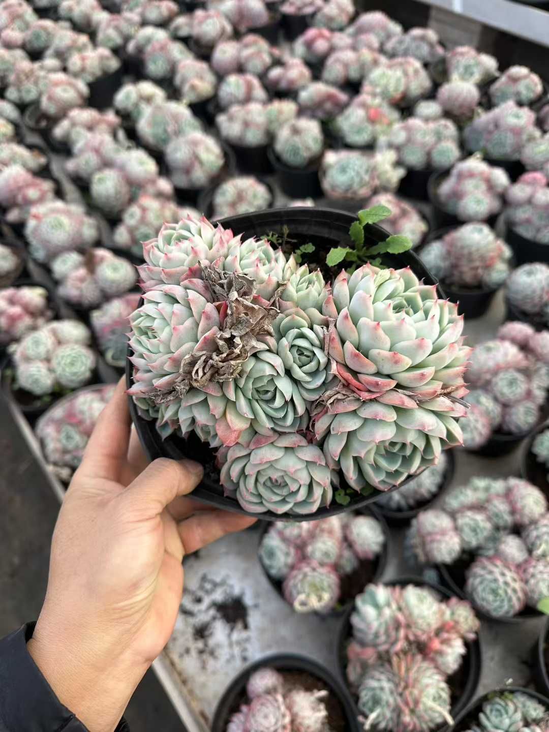 6株の抜き苗セット】ピンククリスタル 多肉植物 佐川急便発送