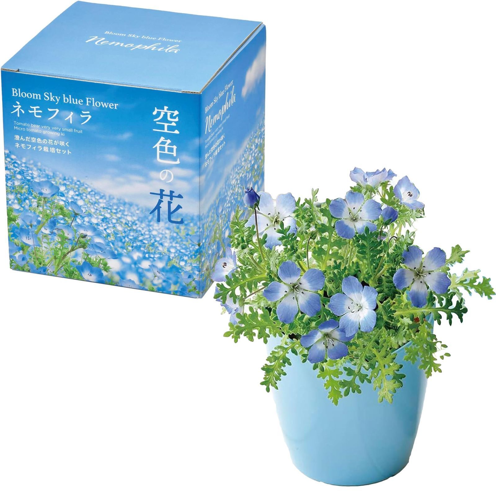 花栽培 迅速発送】聖新陶芸 秋/春の 家庭菜園 簡単 栽培キット ゆったり育てる