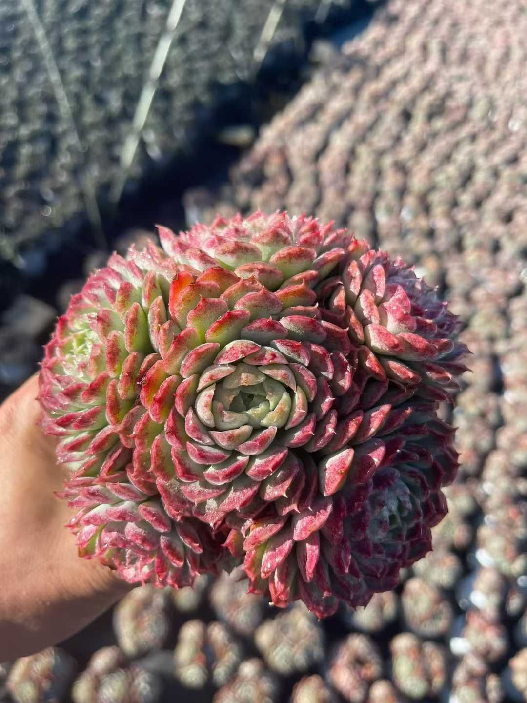 12株の抜き苗セット】レッドホール群生 多肉植物 佐川急便発送