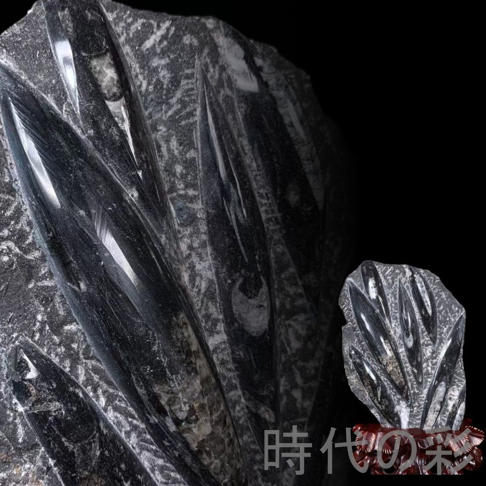 震旦紀 生物化石 天然 角化石 原石 台座付』鉱物標本 観賞石 古玩 唐物