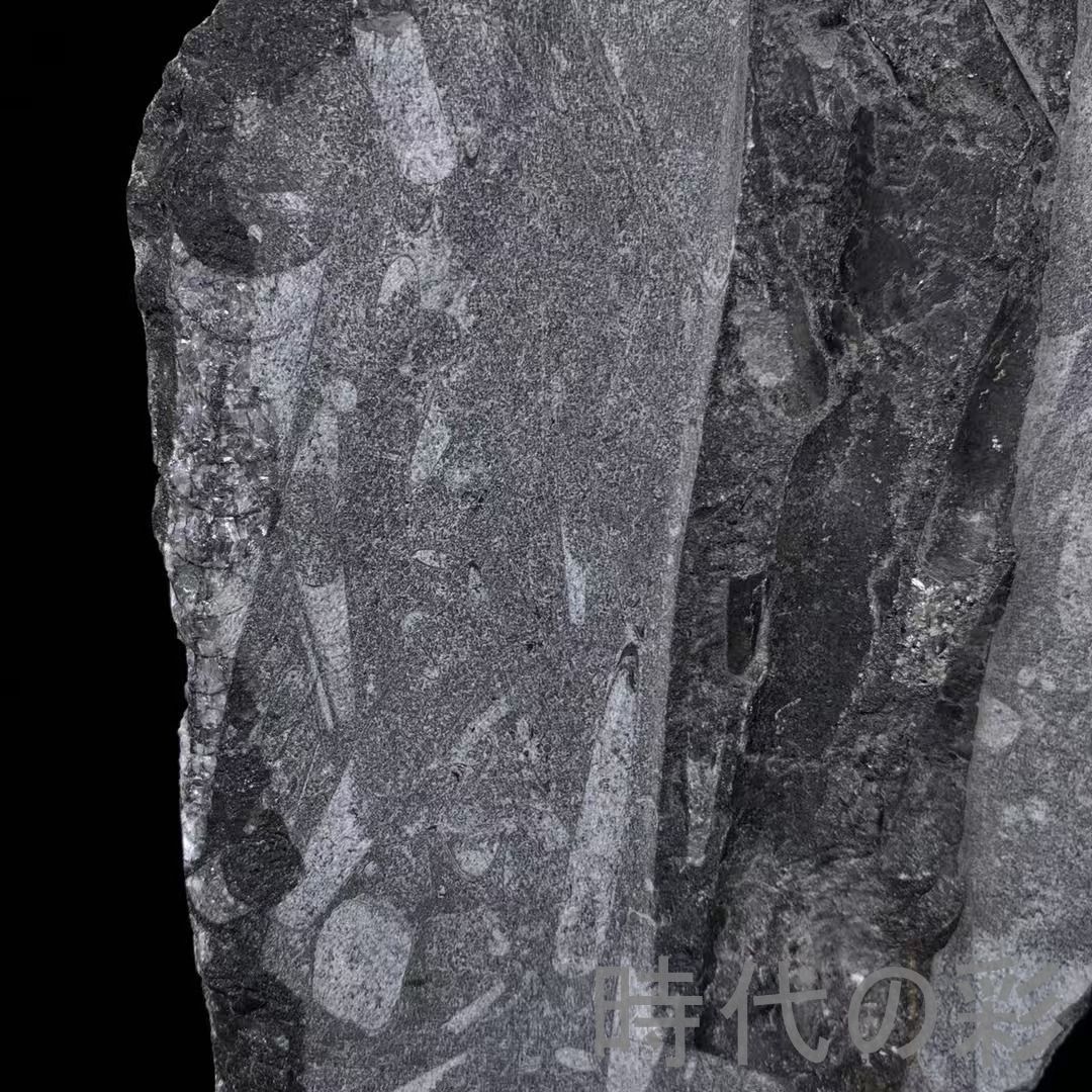 震旦紀 生物化石 天然 角化石 原石 台座付』鉱物標本 観賞石 古玩 唐物