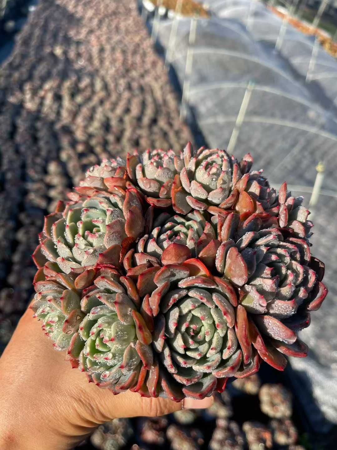 12株の抜き苗セット】ナナ ミニ フック 多肉植物 佐川急便発送