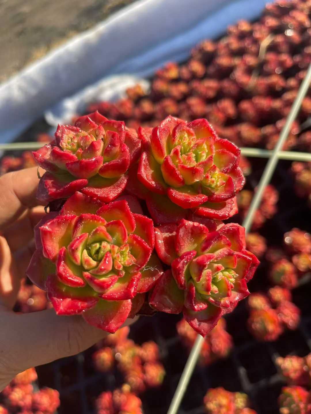 28株の抜き苗セット】レジティア（3ー4頭） 多肉植物 佐川急便発送