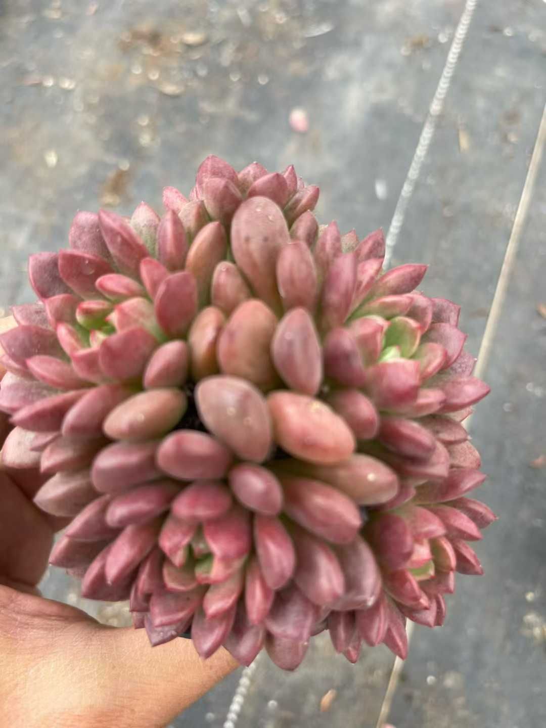 32株の抜き苗セット】ルビー群生 多肉植物 佐川急便発送 エケベリア