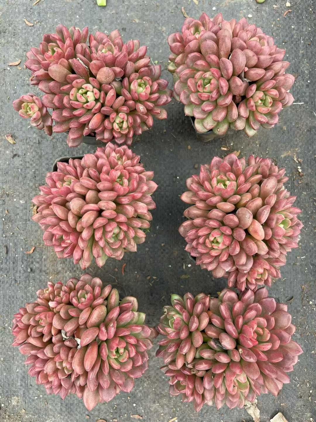 32株の抜き苗セット】ルビー群生 多肉植物 佐川急便発送 エケベリア