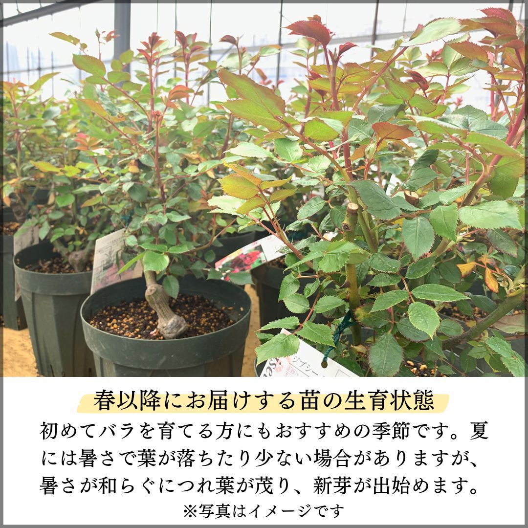 バラ苗 【レディエマハミルトン】 (大苗) シュラブ 半つる性 返り咲き