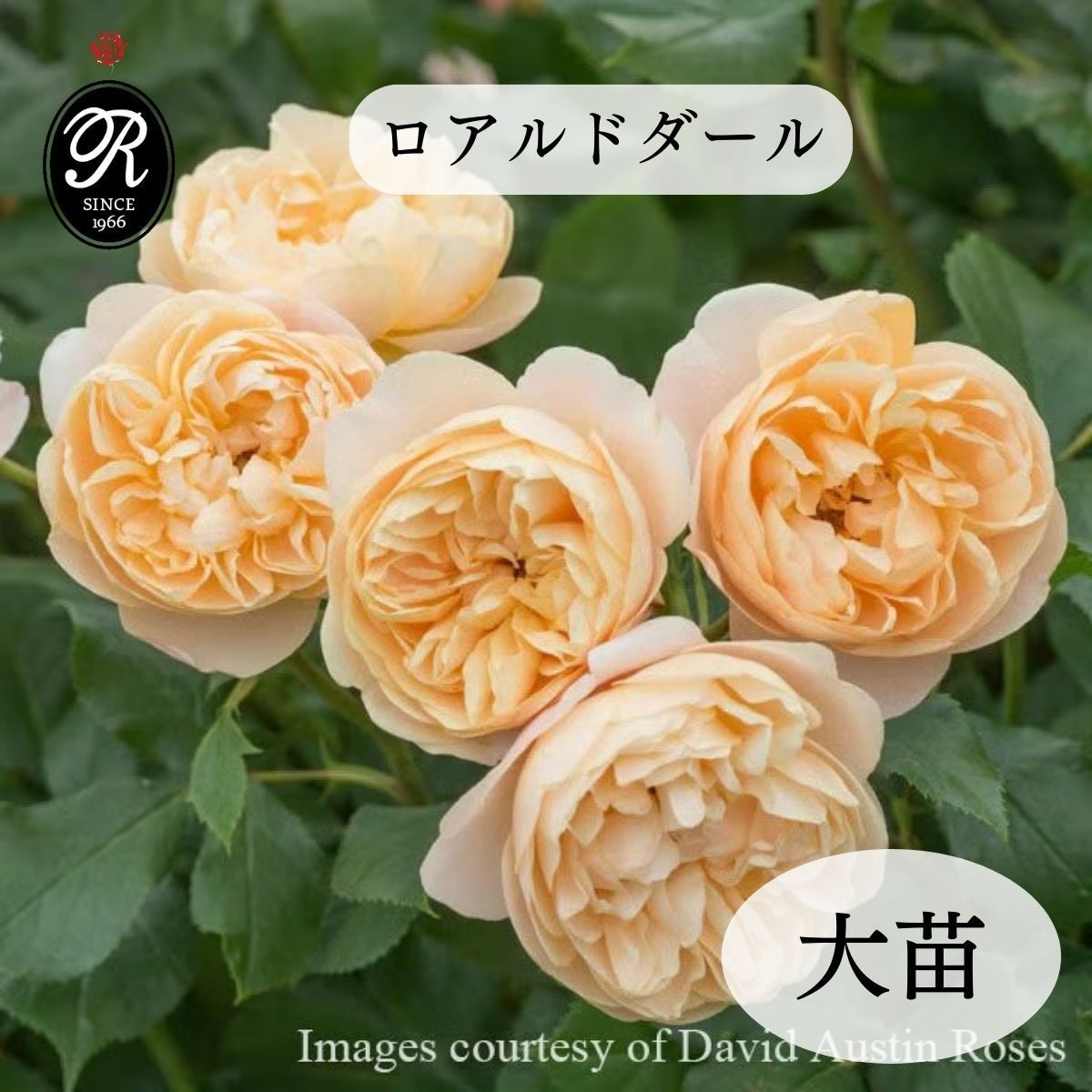 バラ苗 【ロアルドダール】 (大苗) シュラブ 半つる性 返り咲き 中輪