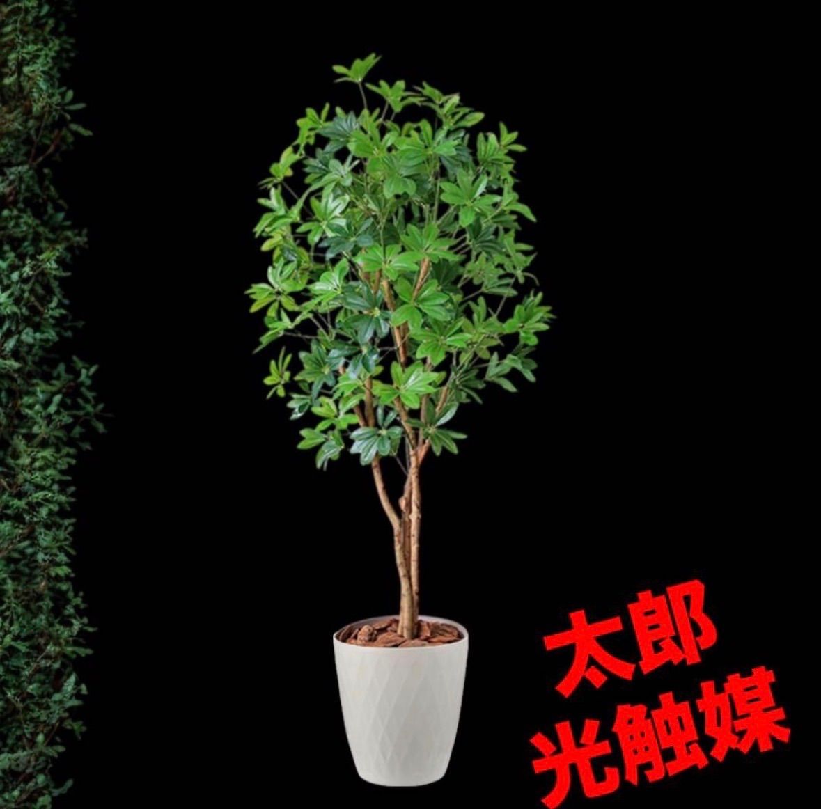 光触媒 人工観葉植物 ウォールグリーン フェイクグリーン カポック8321