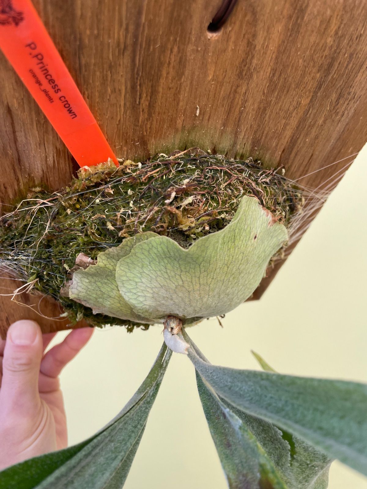 ビカクシダ プリンセスクラウン P.Princess crown - メルカリ