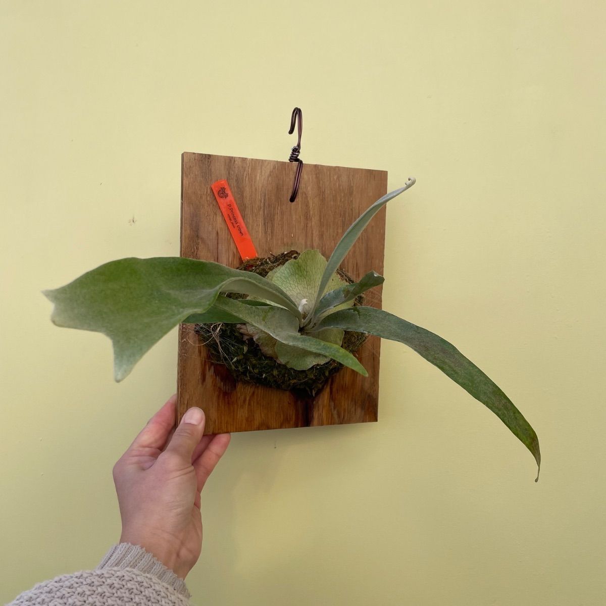 ビカクシダ プリンセスクラウン P.Princess crown - メルカリ