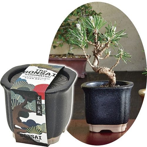 The BONSAI 栽培セット 黒松 [盆栽栽培キット 盆栽セット インテリア