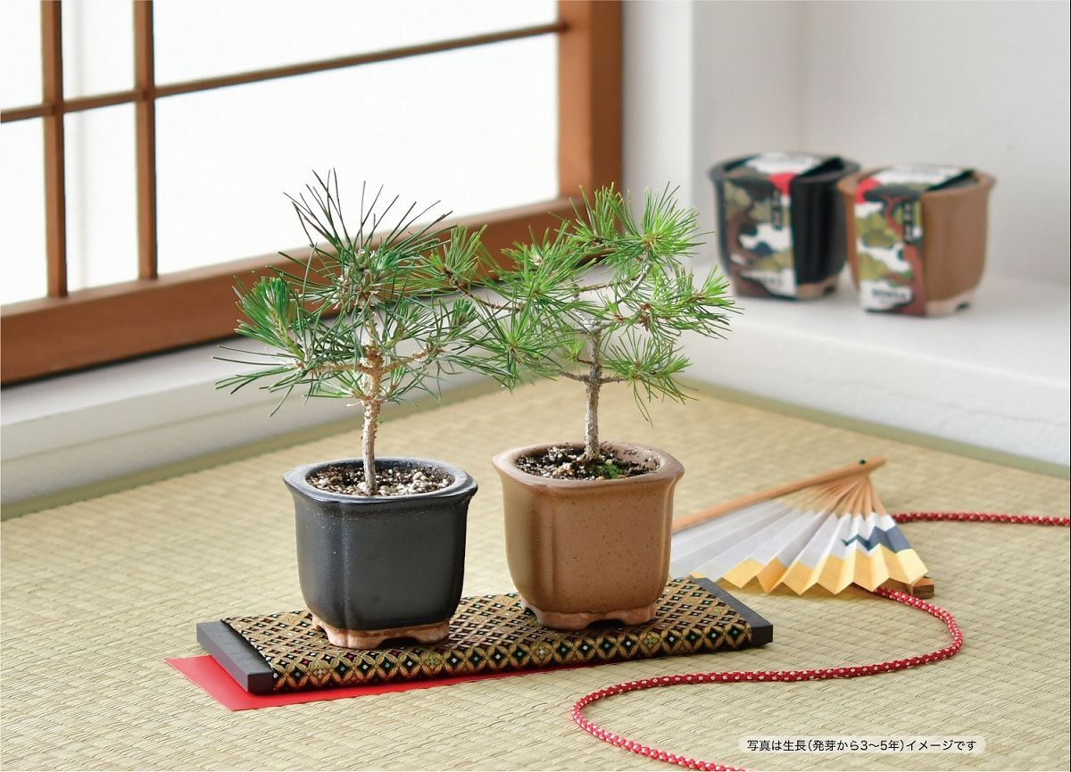 The BONSAI 栽培セット 黒松 [盆栽栽培キット 盆栽セット インテリア